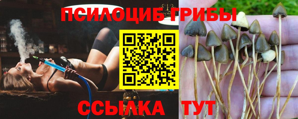 Партизанск  Галлюциногенные грибы Psilocybine cubensis  Галлюциногенные грибы мицелий  Вход с VPN 